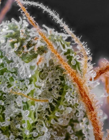 Dutch Kush Seeds (Paradise Seeds) 🌿 Heavy Relaxation