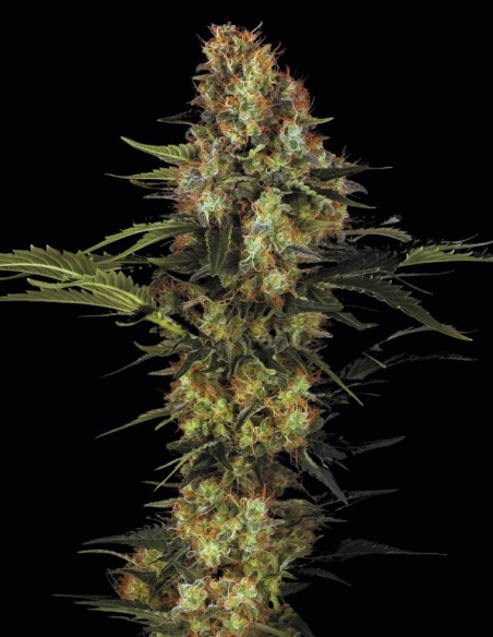 Original White Widow Seeds (Paradise Seeds) 🌿 Legend