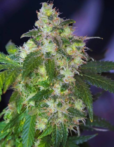 Original White Widow Seeds (Paradise Seeds) 🌿 Legend