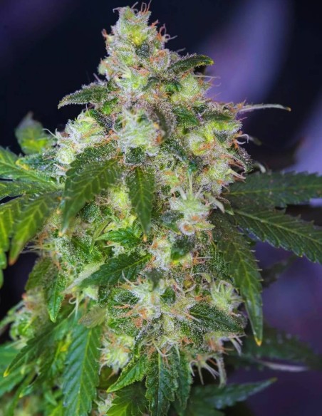 Original White Widow Seeds (Paradise Seeds) 🌿 Legend