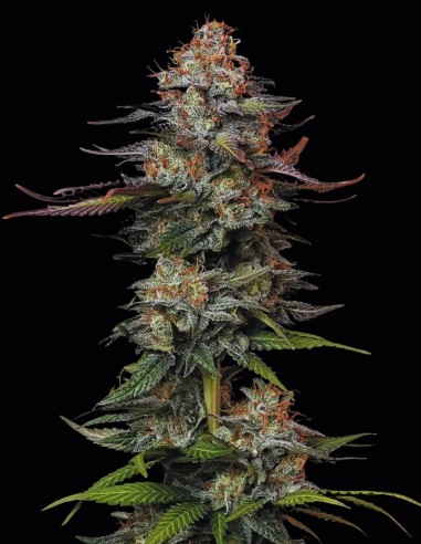 Durga Mata Seeds (Paradise Seeds) 🌱 Easy Indica