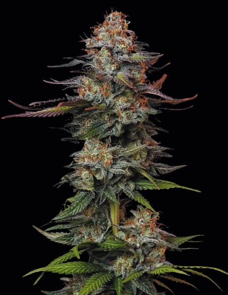 Durga Mata Seeds (Paradise Seeds) 🌱 Easy Indica