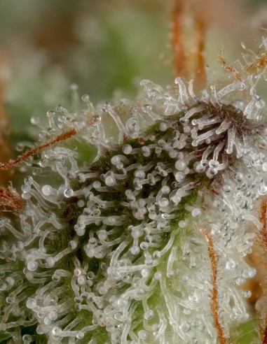 Durga Mata Seeds (Paradise Seeds) 🌱 Easy Indica