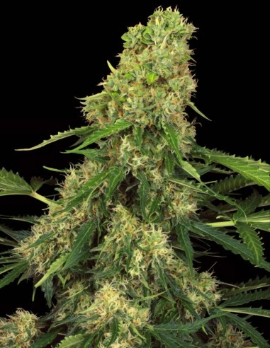 Semillas Pandora Auto (Paradise Seeds) 🌶️ Dulce y Especiada
