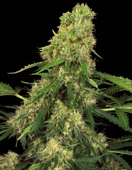 Semillas Pandora Auto (Paradise Seeds) 🌶️ Dulce y Especiada