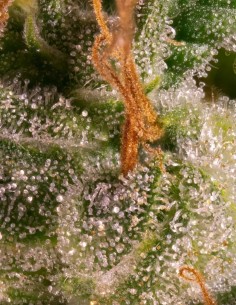 Semillas Pandora Auto (Paradise Seeds) 🌶️ Dulce y Especiada 2