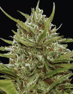 Semi White Berry (Paradise Seeds) 🍒 Berry Kush