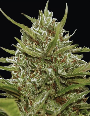 White Berry Seeds (Paradise Seeds) 🍒 Berry Kush