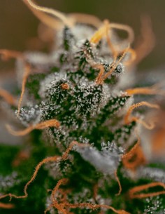Semi White Berry (Paradise Seeds) 🍒 Berry Kush 2