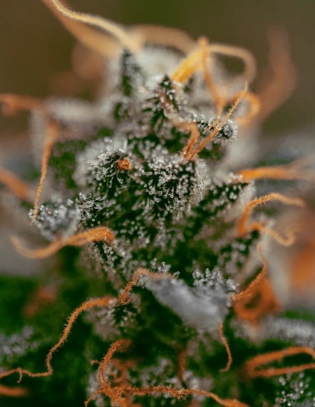 White Berry Seeds (Paradise Seeds) 🍒 Berry Kush
