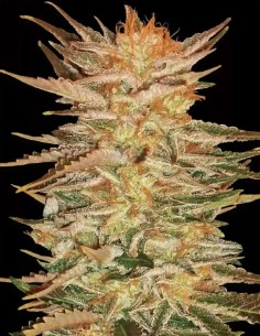 Semi Ice Cream (Paradise Seeds) 🍦 Potenza Cremosa