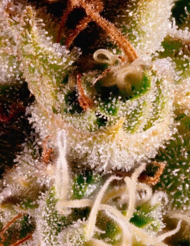 Ice Cream Seeds (Paradise Seeds) 🍦 Creamy Power
