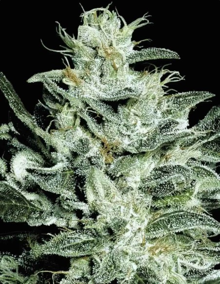 Semi Sensi Star (Paradise Seeds) ⭐ Mostro di Resina