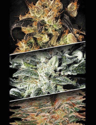 Graines Indica Champions Pack (Paradise Seeds) 🏆 Mix Indica