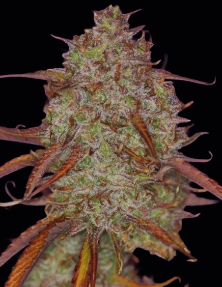 Mulberry F3 Auto Seeds (Night Owl Seeds) 🍇 Couch Lock