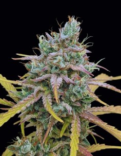 Semillas Harvey Wallbanger Auto (Night Owl Seeds) 🍓 Frutal