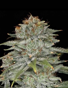 Semillas Crinkled Cookie F4 Auto (Night Owl Seeds) 🌿 Relajante