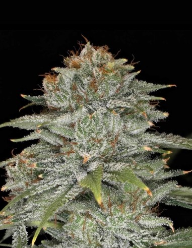 Semillas Crinkled Cookie F4 Auto (Night Owl Seeds) 🌿 Relajante