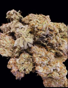 Semillas Space Station Gold Auto (Night Owl Seeds) 🌌 Creativa