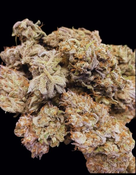 Semillas Space Station Gold Auto (Night Owl Seeds) 🌌 Creativa