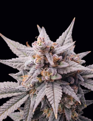 Mondo Smash Auto Seeds (Night Owl Seeds) 🍪 Cookie Funk