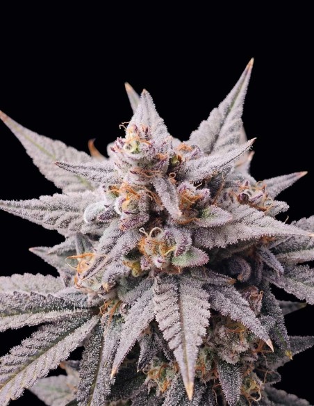 Mondo Smash Auto Seeds (Night Owl Seeds) 🍪 Cookie Funk