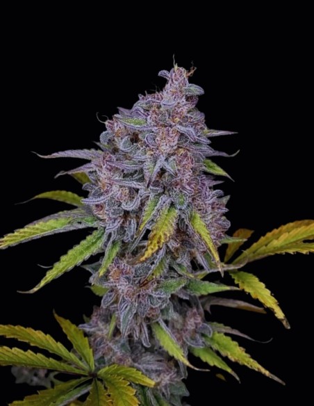 Purple Strawberry Popesicle Auto Seeds 🍓 (Night Owl Seeds)