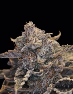 Semillas Pocket Sand Auto (Night Owl Seeds) ☕ Kush de Café