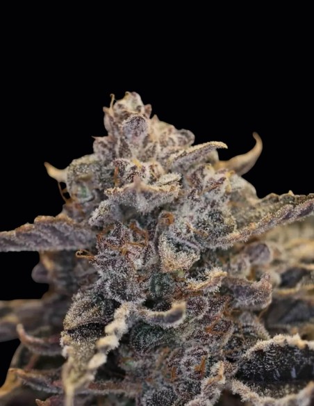Semillas Pocket Sand Auto (Night Owl Seeds) ☕ Kush de Café