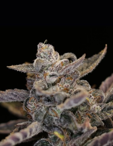 Semi Disappearing Act V2 Auto (Night Owl Seeds) 🍋 Agrumata