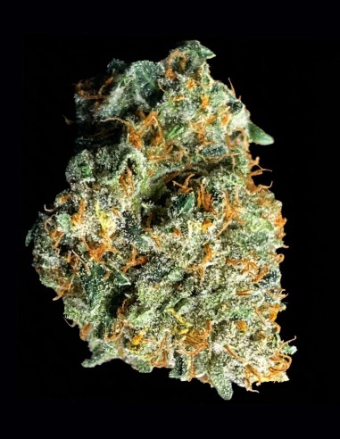 Sirius Blue Auto Seeds (Night Owl Seeds) 🌜 Heavy Relax