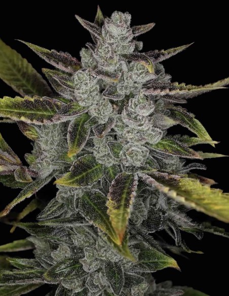 Wizard’s Apprentice F4 Auto Samen (Night Owl Seeds) ✨ OG