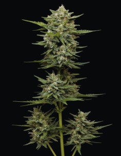 Semillas Vanilla Latte Auto (Humboldt) 🍦 Dulce Alto THC