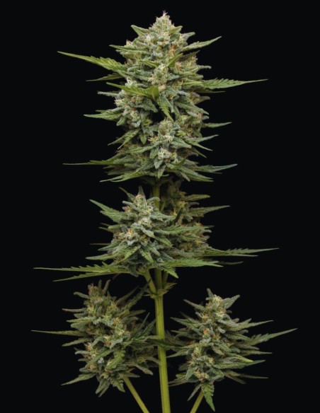 Vanilla Latte Auto Seeds (Humboldt) 🍦 Sweet High THC