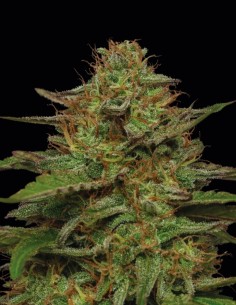 Semi Strawberry Cheesecake Auto (Humboldt) 🍰 Dolce