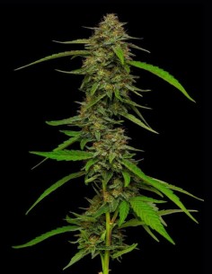 Semi Strawberry Cheesecake Auto (Humboldt) 🍰 Dolce 2