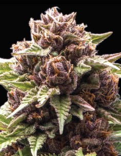 Semi Squirt Auto (Humboldt) 🍊 Energia Pompelmo