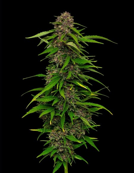 Graines Squirt Auto (Humboldt) 🍊 Énergie Pamplemousse