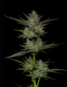 Semillas Sour Apple Auto (Humboldt) 🍎 Fuel Frutal