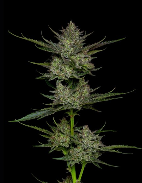 Sour Apple Auto Seeds (Humboldt) 🍎 Fruity Fuel