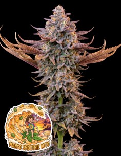Semi Mango Smoothie Auto (Oaseeds Genetics) 🌴 Tropicale