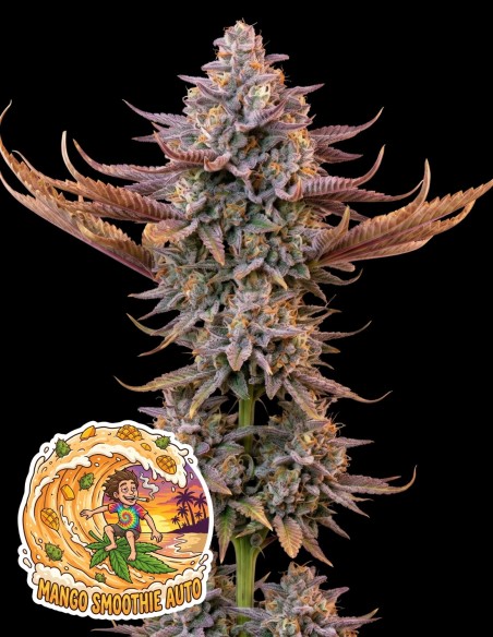 Semi Mango Smoothie Auto (Oaseeds Genetics) 🌴 Tropicale