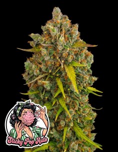 Semi Sticky Pop Auto (Oaseeds Genetics) 🍭 Bubblegum Dolce