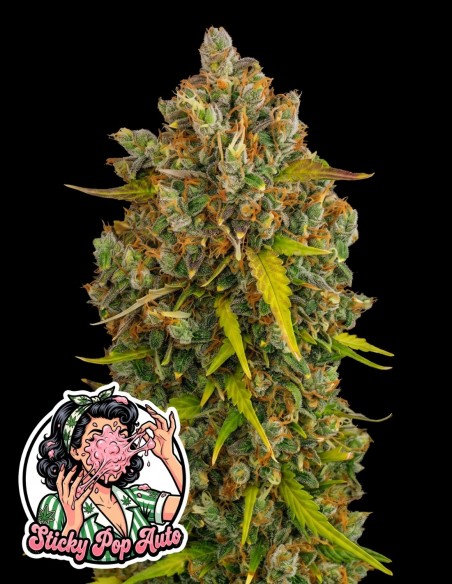 Semi Sticky Pop Auto (Oaseeds Genetics) 🍭 Bubblegum Dolce