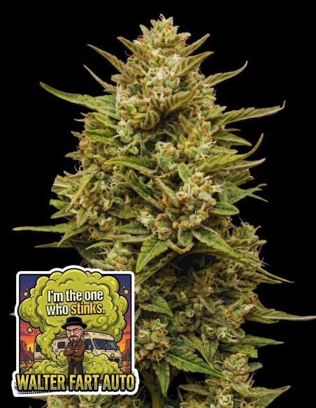 Semi Walter Fart Auto (Oaseeds Genetics) 💨 Skunk