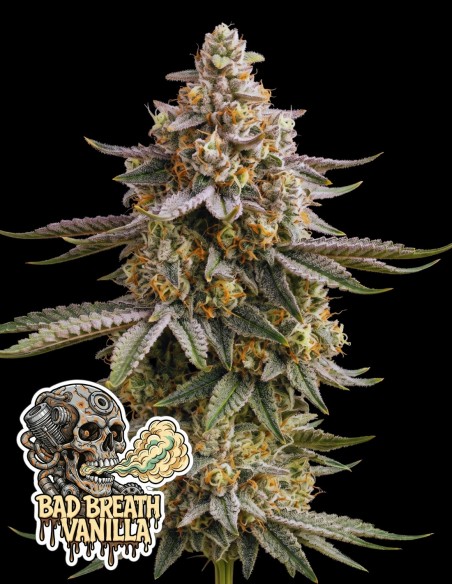 Semi Bad Breath Vanilla (Oaseeds Genetics) 🍦 Ghiacciata