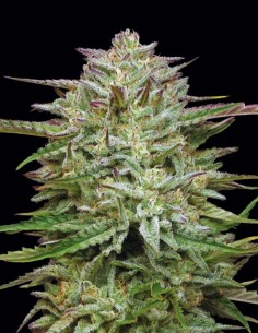 Semillas Pound Town Auto (Humboldt) 🌿 Cogollos Coloridos