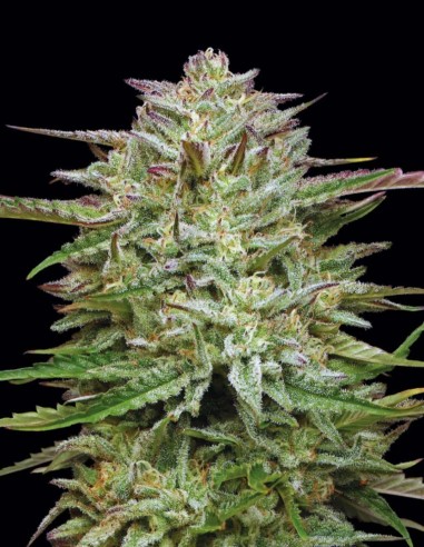 Pound Town Auto Seeds (Humboldt) 🌿 Colorful Buds