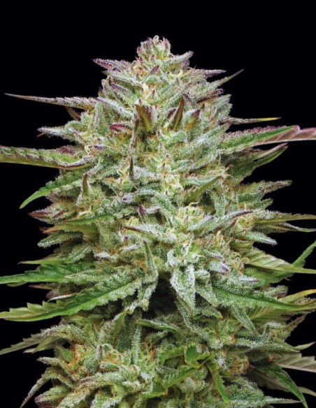 Pound Town Auto Seeds (Humboldt) 🌿 Colorful Buds