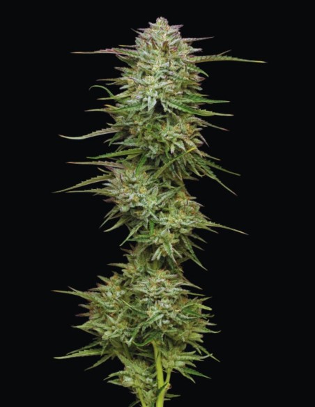 Pound Town Auto Seeds (Humboldt) 🌿 Colorful Buds